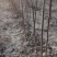 黑枣苗（软枣）
