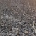黑枣苗（软枣）