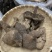 野生新货血灵芝香血灵芝黑肉灵芝质量保证一手货源