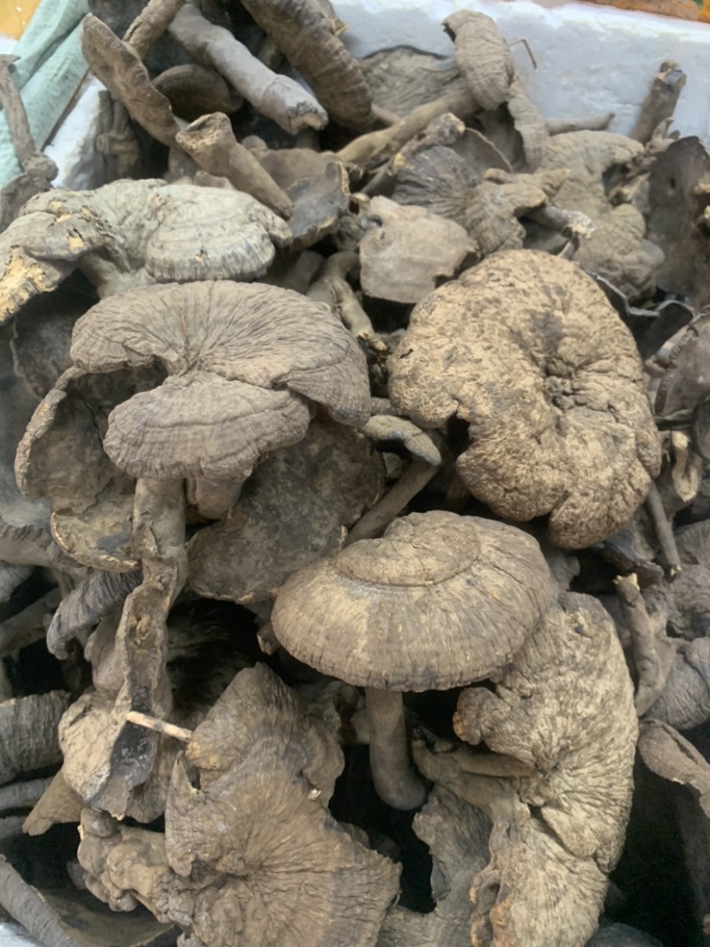 野生新货血灵芝香血灵芝黑肉灵芝质量保证一手货源