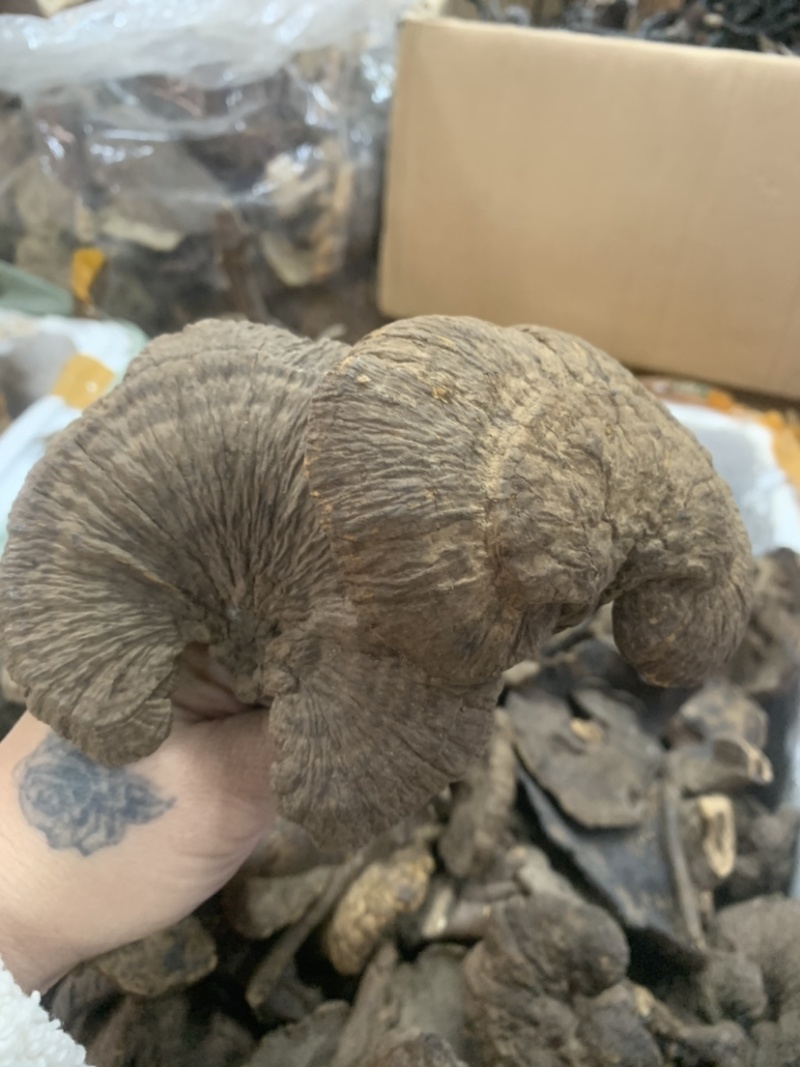 野生新货血灵芝香血灵芝黑肉灵芝质量保证一手货源