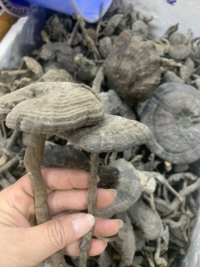 野生新货血灵芝香血灵芝黑肉灵芝质量保证一手货源