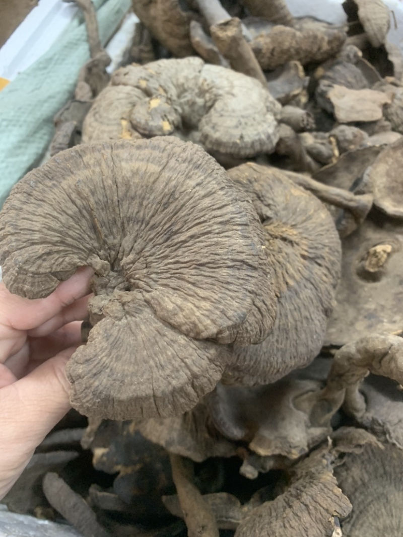 野生新货血灵芝香血灵芝黑肉灵芝质量保证一手货源