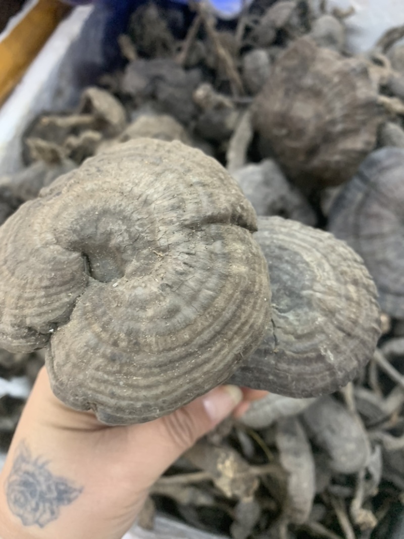 野生新货血灵芝香血灵芝黑肉灵芝质量保证一手货源