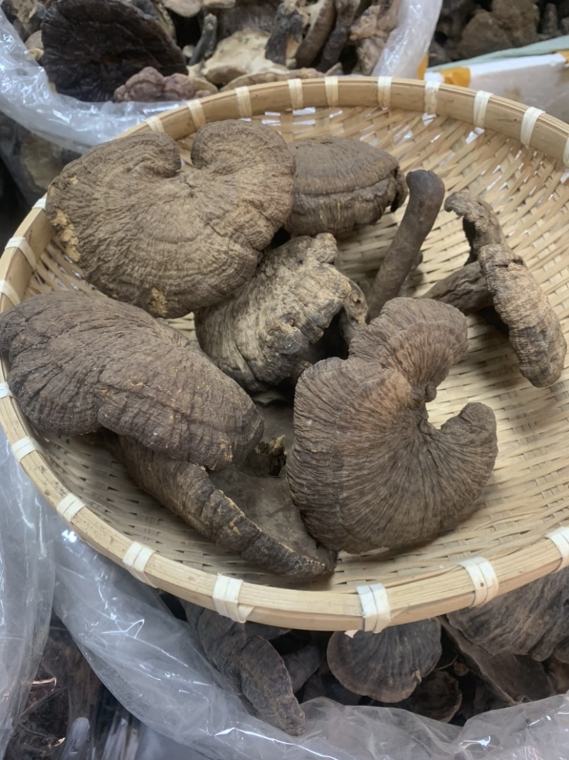 野生新货血灵芝香血灵芝黑肉灵芝质量保证一手货源