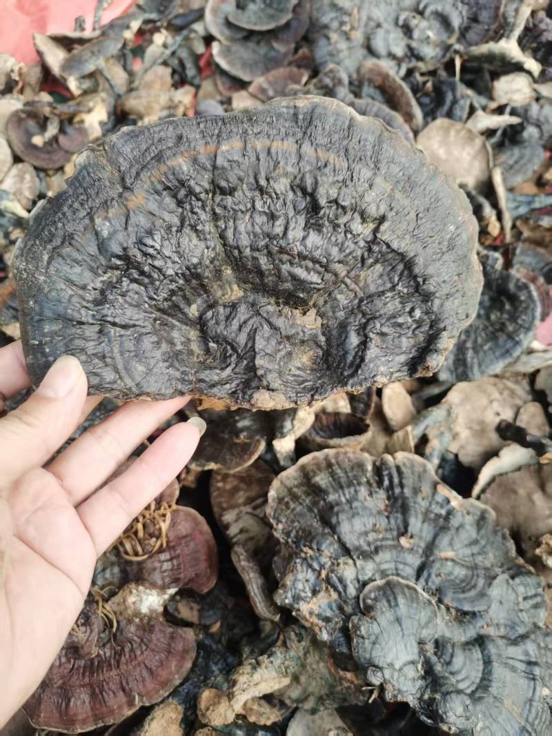 灵芝，广西十万大山真品野生灵芝常年少量供应质量色泽为佳