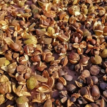 山茶油