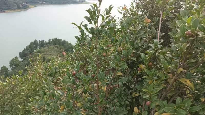 山茶油