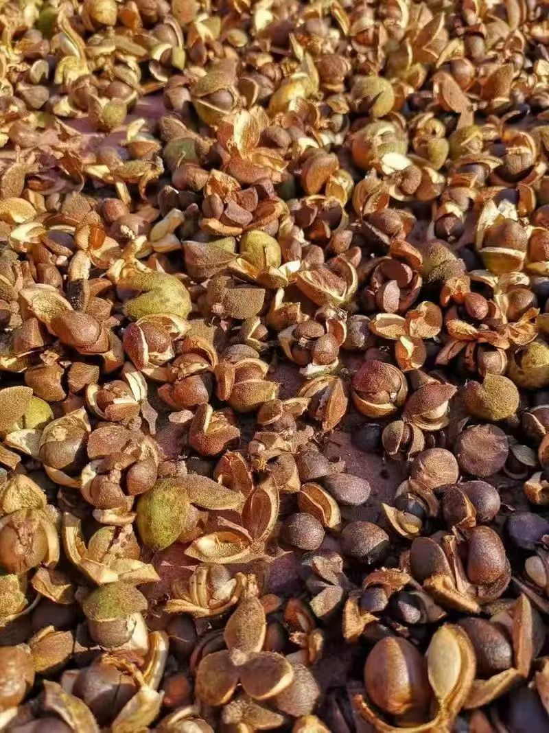 山茶油
