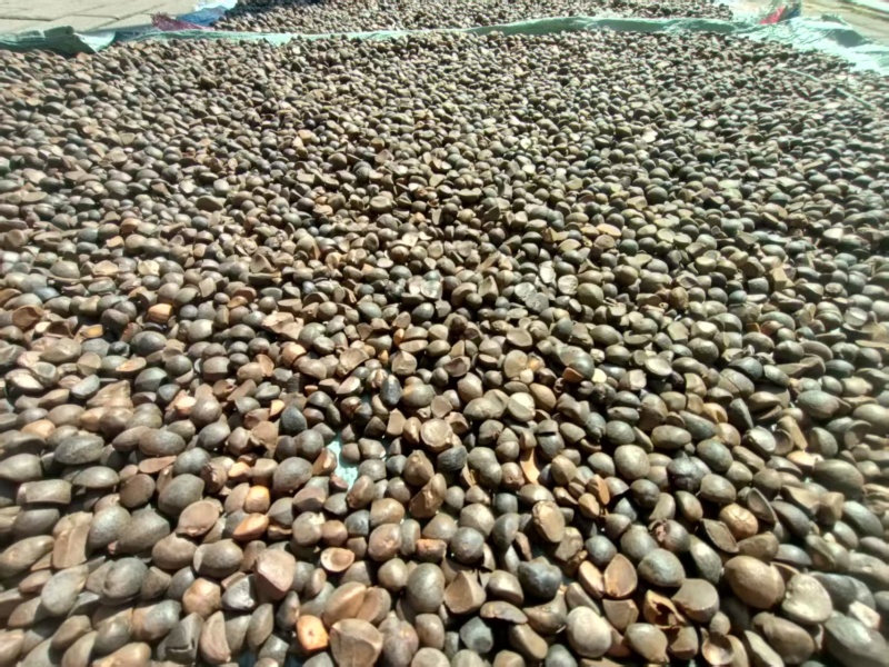 山茶油