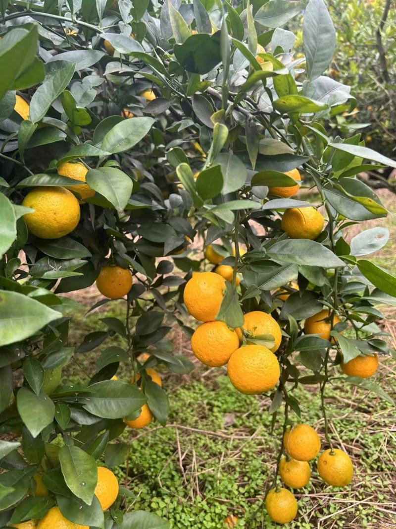 香橙种子，今年新品质量保证，欢迎大家来采购