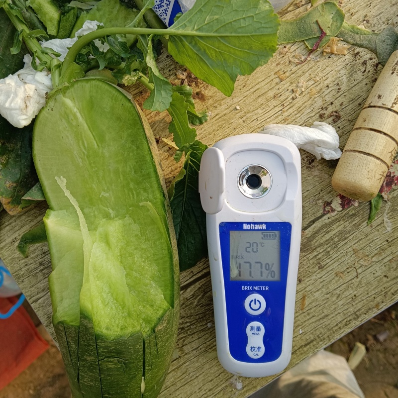 天津西青小沙窝正宗沙窝萝卜，假一赔万，支持批发，团购，电