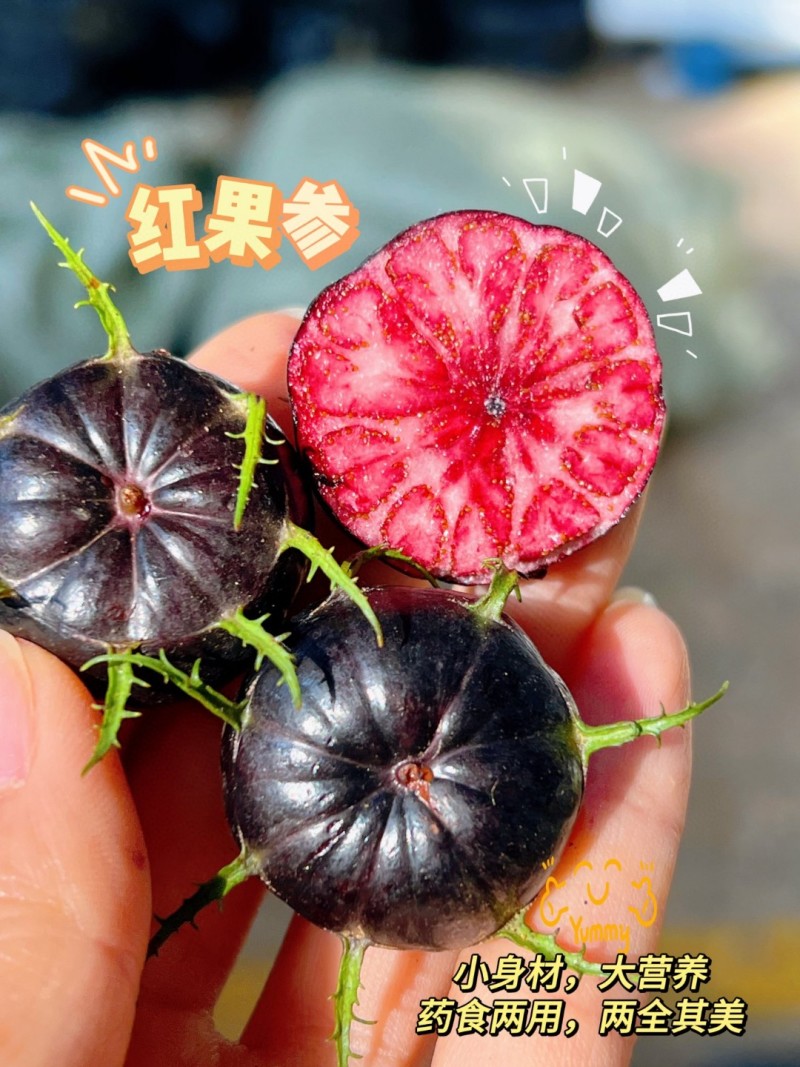 批发/一件代发货(顺丰/普通)云南红果参酸甜多汁营养丰富