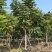 麻楝10～12～15公分，质量保证