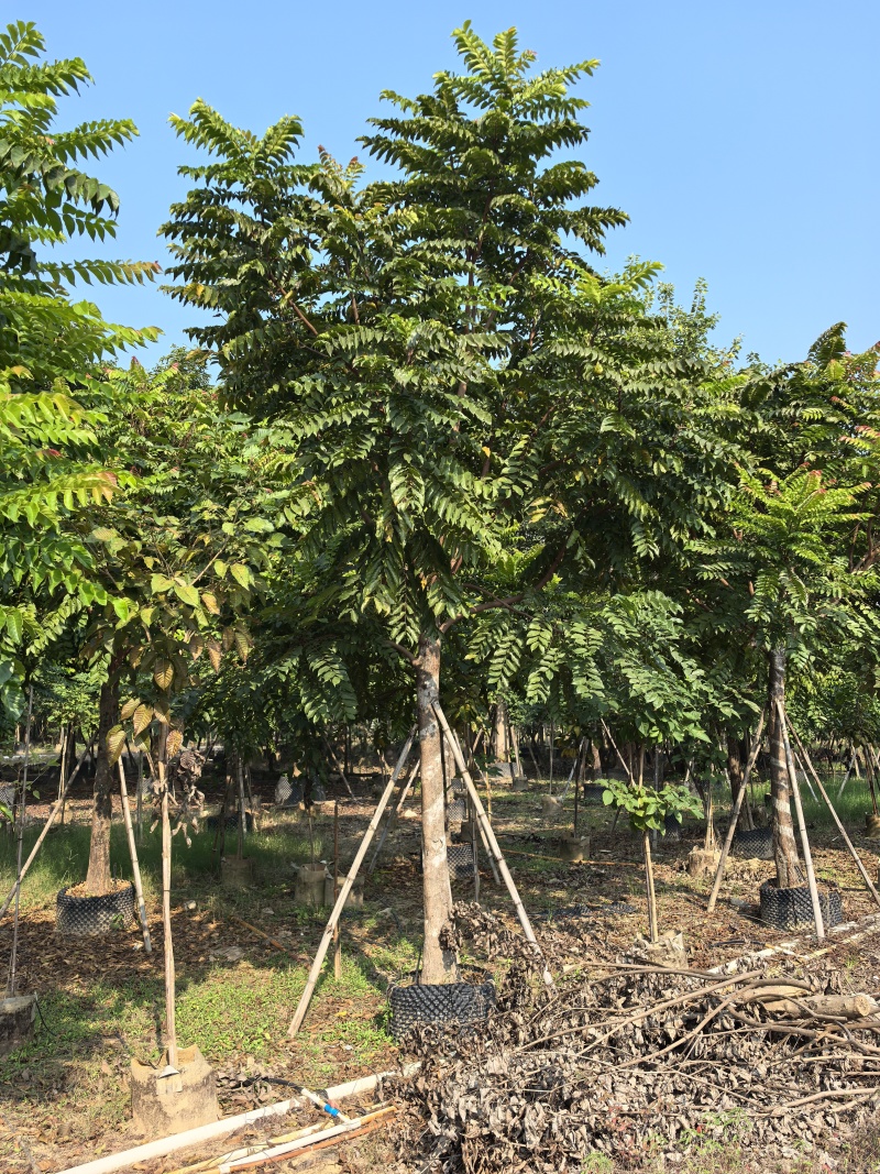 麻楝10～12～15公分，质量保证