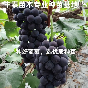 巨峰葡萄苗，低价批发质壮苗纯，巨峰葡萄苗基地