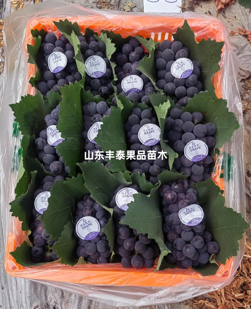 巨峰葡萄苗，低价批发质壮苗纯，巨峰葡萄苗基地