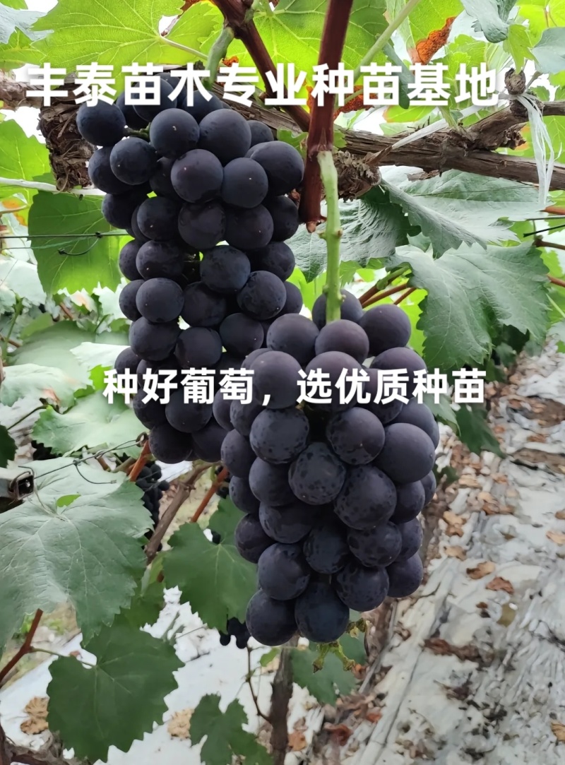巨峰葡萄苗，低价批发质壮苗纯，巨峰葡萄苗基地
