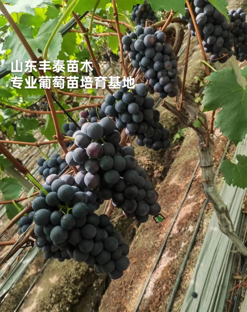巨峰葡萄苗，低价批发质壮苗纯，巨峰葡萄苗基地