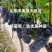 巨峰葡萄苗，低价批发质壮苗纯，巨峰葡萄苗基地