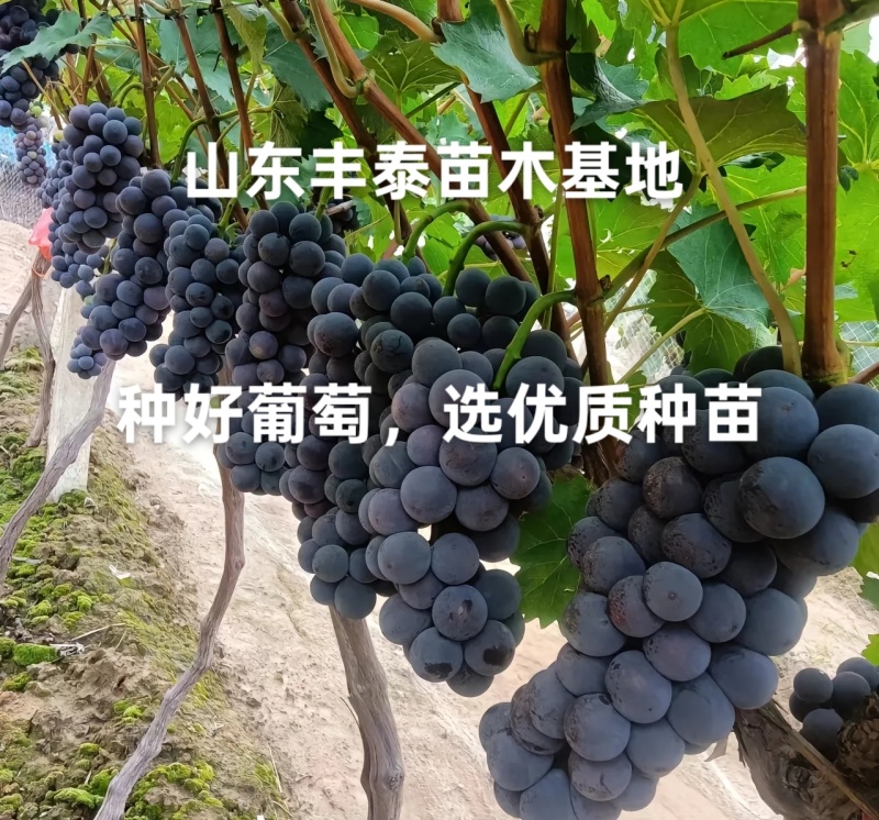 巨峰葡萄苗，低价批发质壮苗纯，巨峰葡萄苗基地