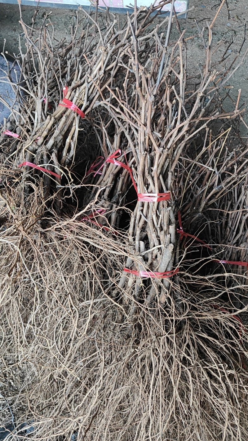 巨峰葡萄苗，低价批发质壮苗纯，巨峰葡萄苗基地