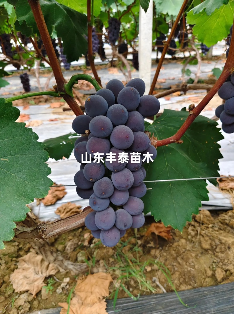 巨峰葡萄苗，低价批发质壮苗纯，巨峰葡萄苗基地