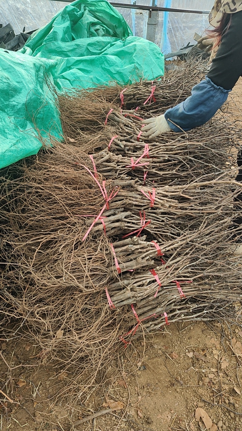 巨峰葡萄苗，低价批发质壮苗纯，巨峰葡萄苗基地