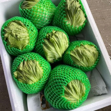 生菜球