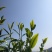 普洱茶小树茶毛料