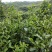 普洱茶小树茶毛料