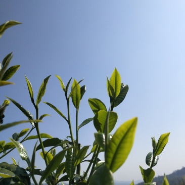 普洱茶小树茶毛料