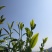 普洱茶小树茶毛料