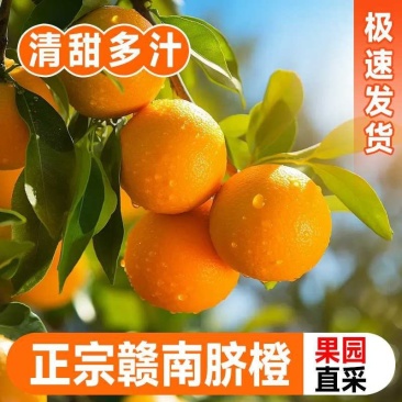赣南脐橙