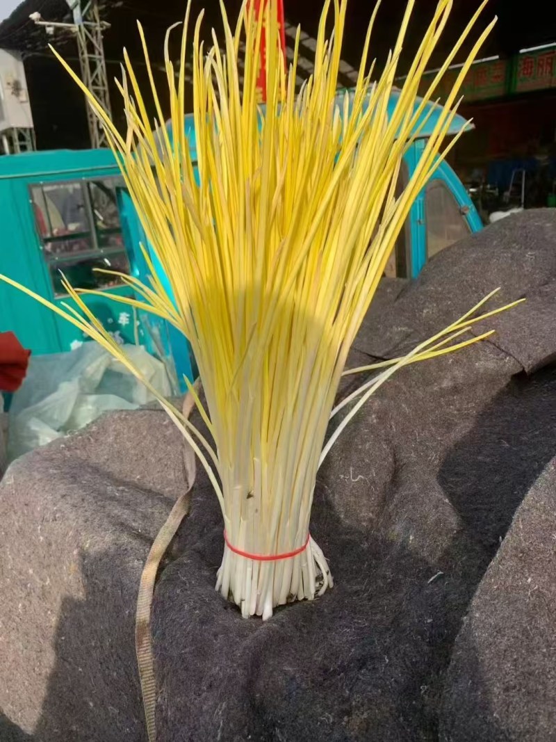 〔精品蒜黄〕山东蒜黄，棚头现割，一手货源，对接电商市场团