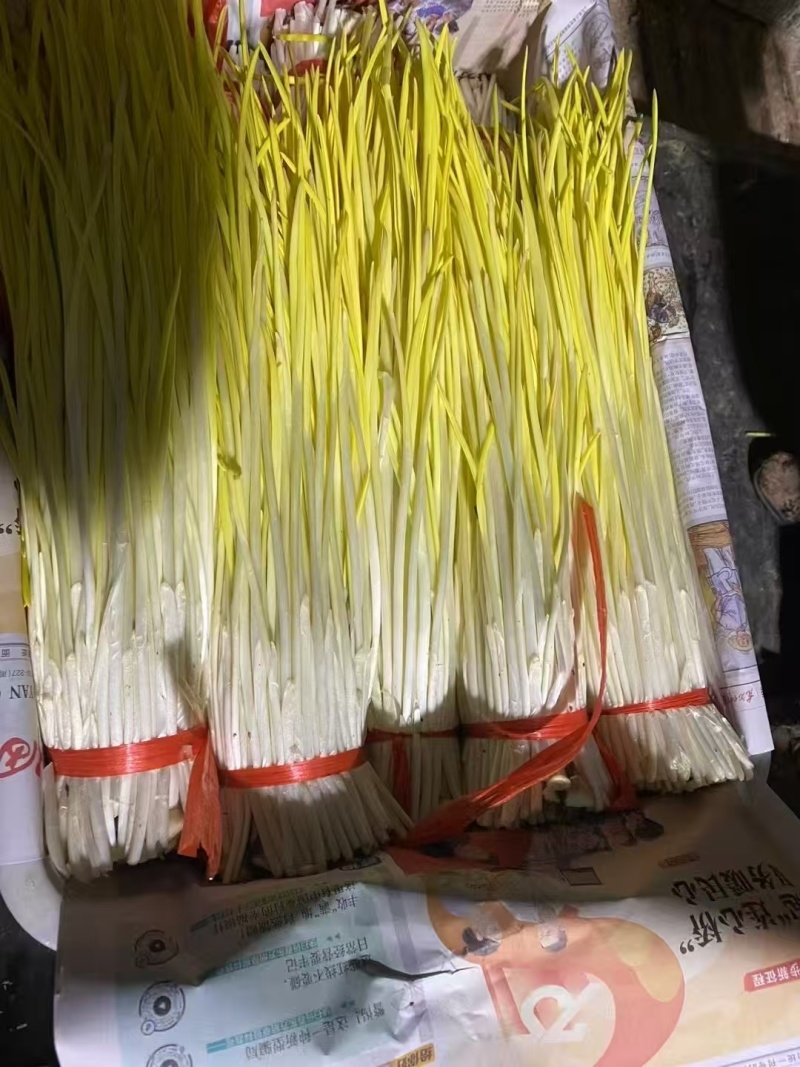 〔精品蒜黄〕山东蒜黄，棚头现割，一手货源，对接电商市场团