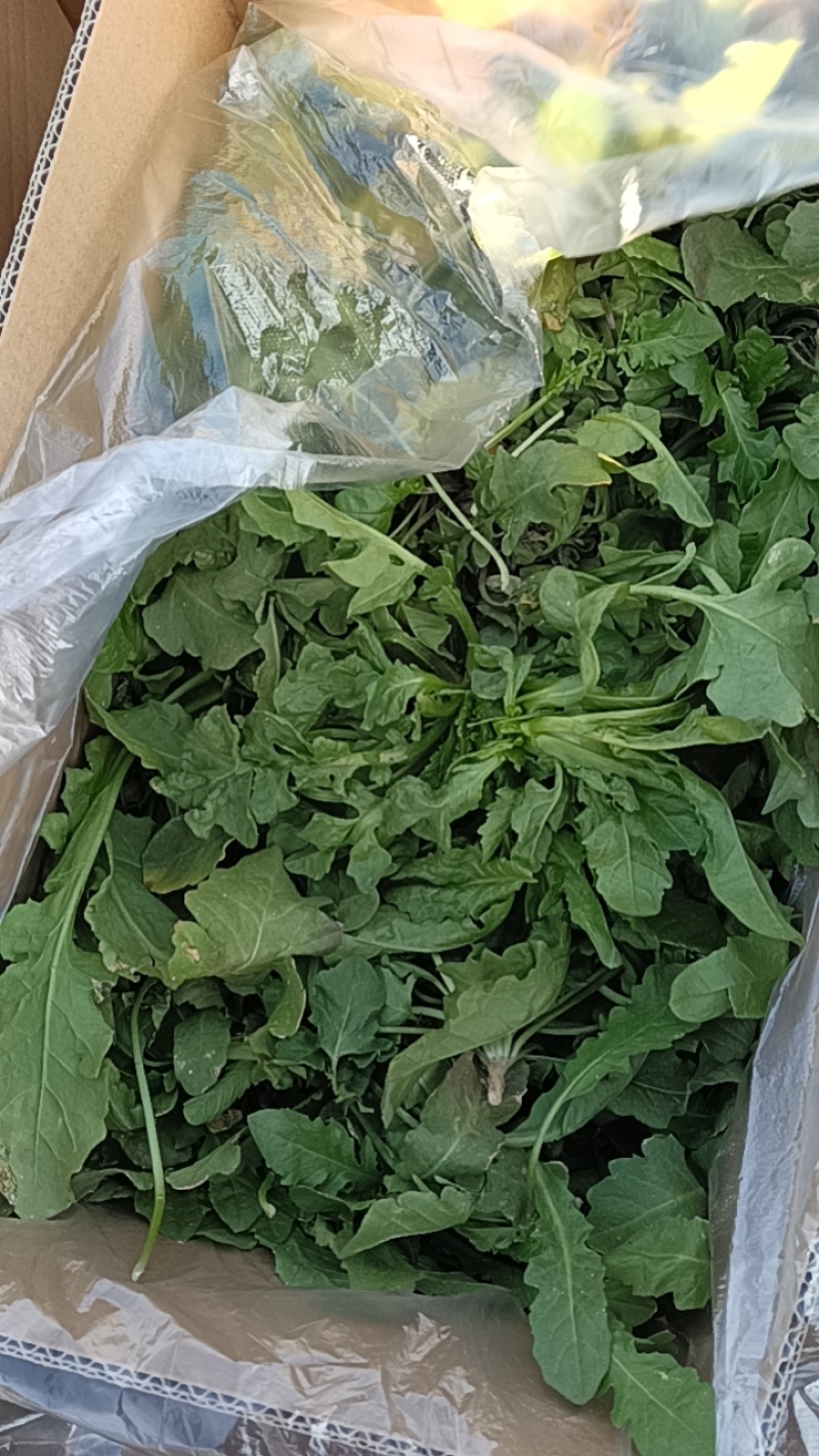 大叶荠荠菜，陆地霜后荠荠菜，口味浓郁