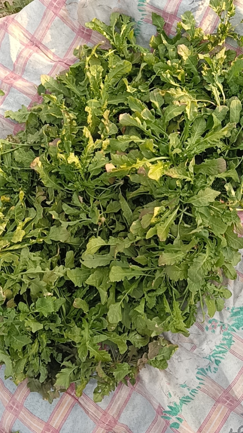 大叶荠荠菜，陆地霜后荠荠菜，口味浓郁