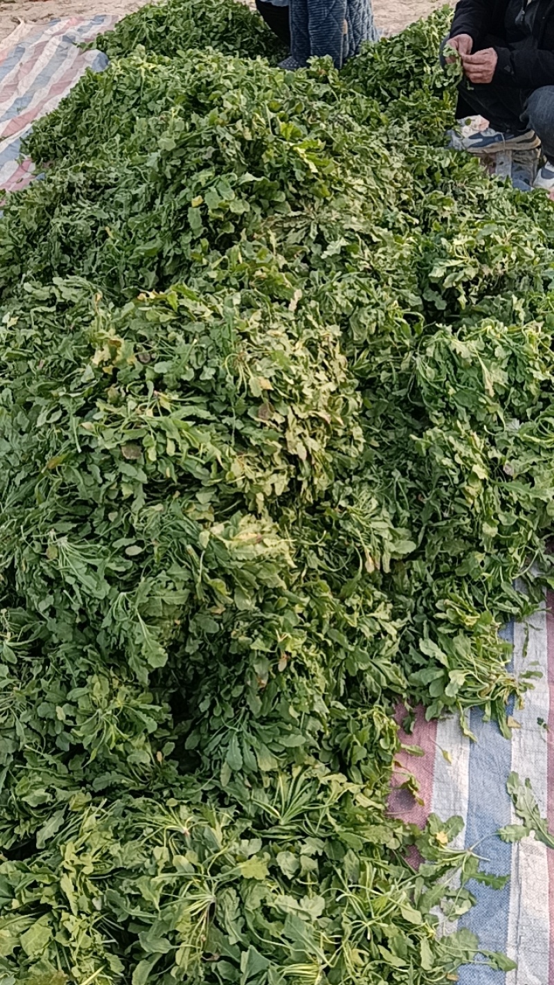 大叶荠荠菜，陆地霜后荠荠菜，口味浓郁
