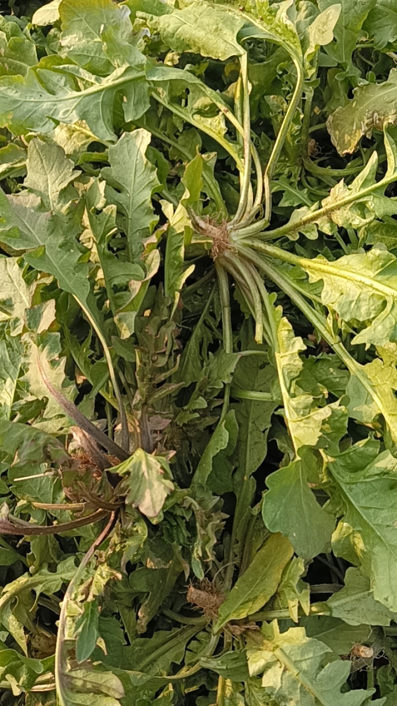 大叶荠荠菜，陆地霜后荠荠菜，口味浓郁