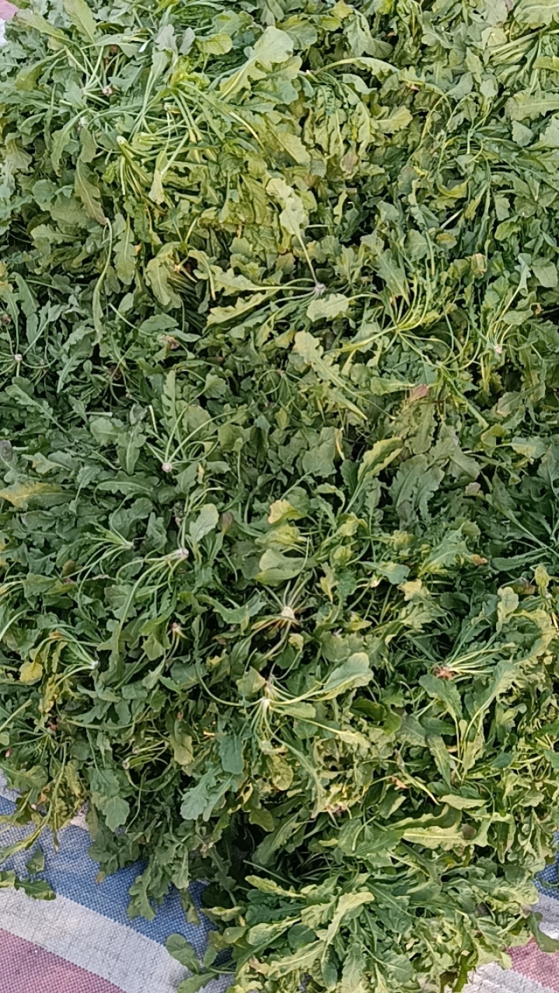 大叶荠荠菜，陆地霜后荠荠菜，口味浓郁