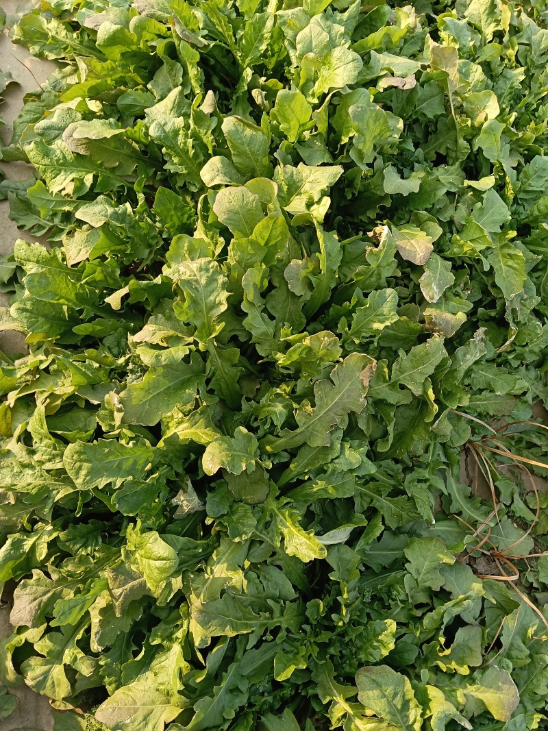 大叶荠荠菜，陆地霜后荠荠菜，口味浓郁