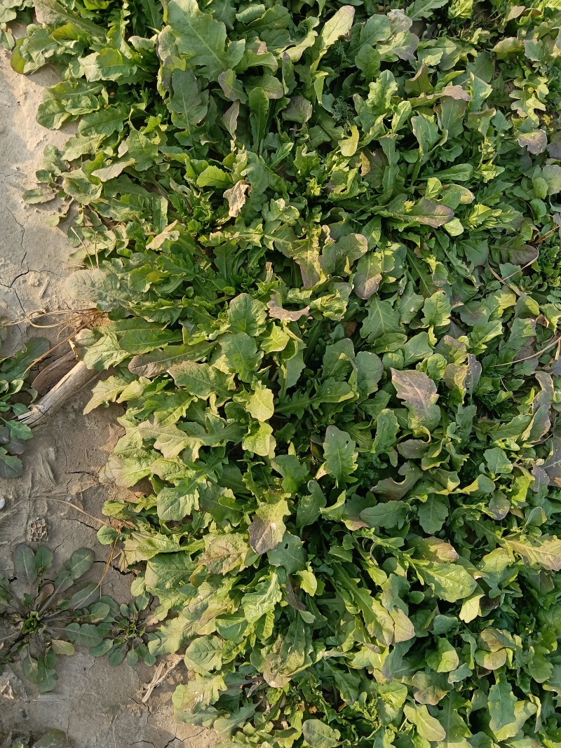大叶荠荠菜，陆地霜后荠荠菜，口味浓郁