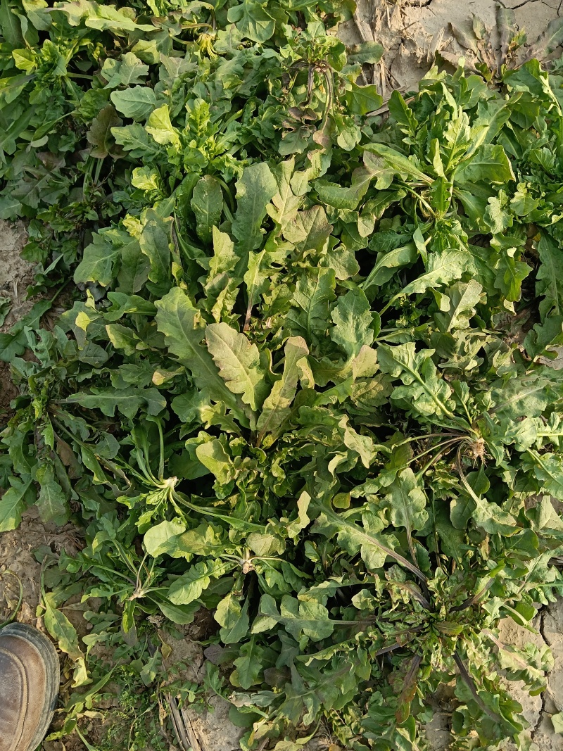 大叶荠荠菜，陆地霜后荠荠菜，口味浓郁