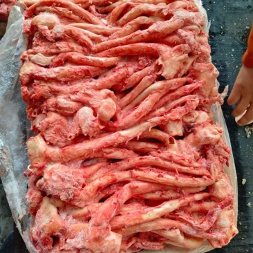 猪心管