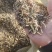 花生秧草段大量供应牛羊草料一手货源质量保证
