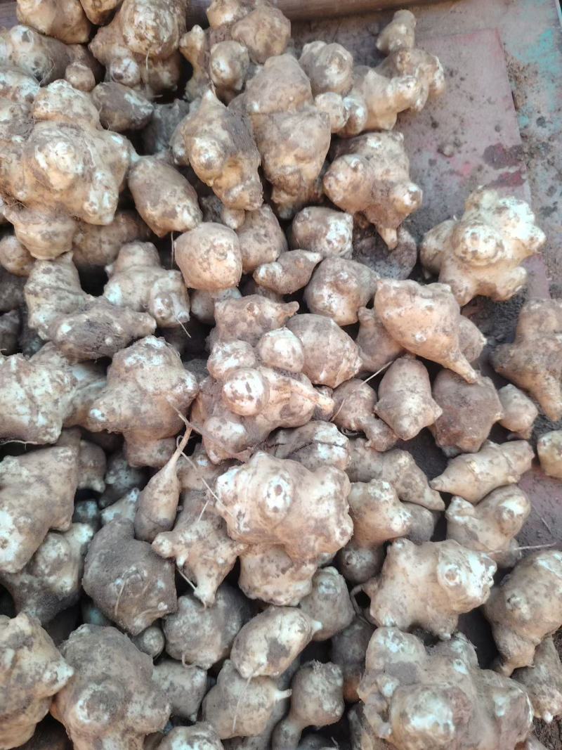 菊芋大量上市中有需要老板联系我