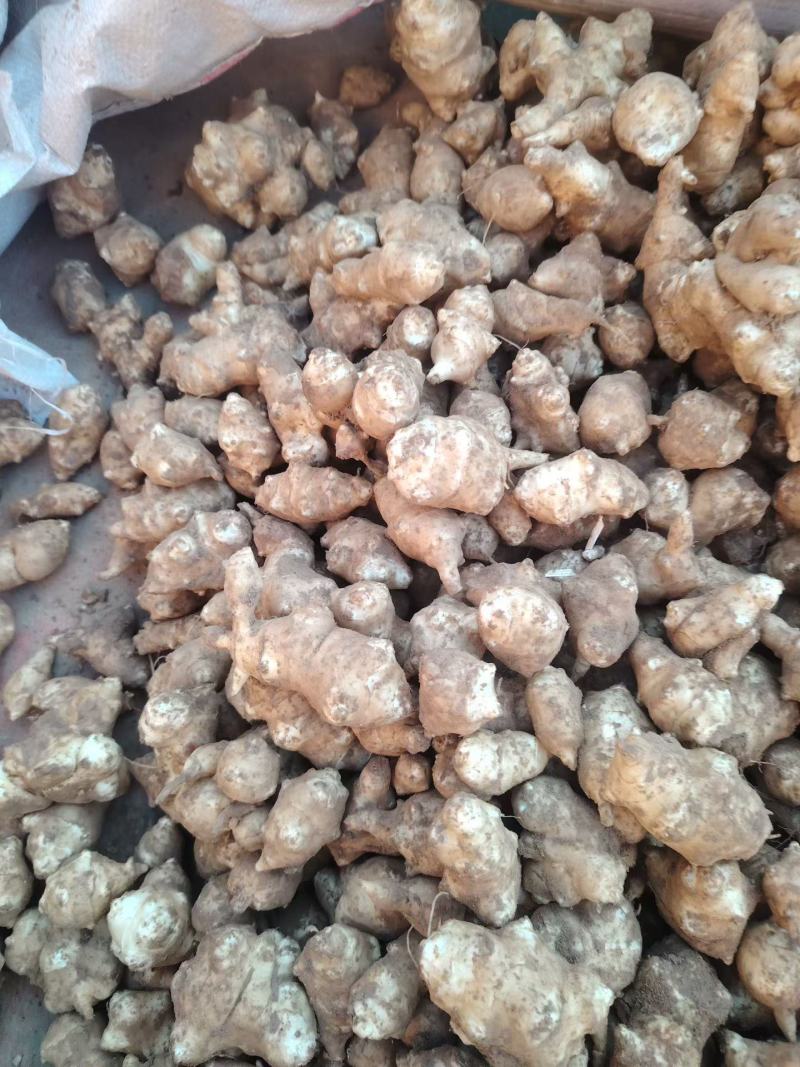 菊芋大量上市中有需要老板联系我