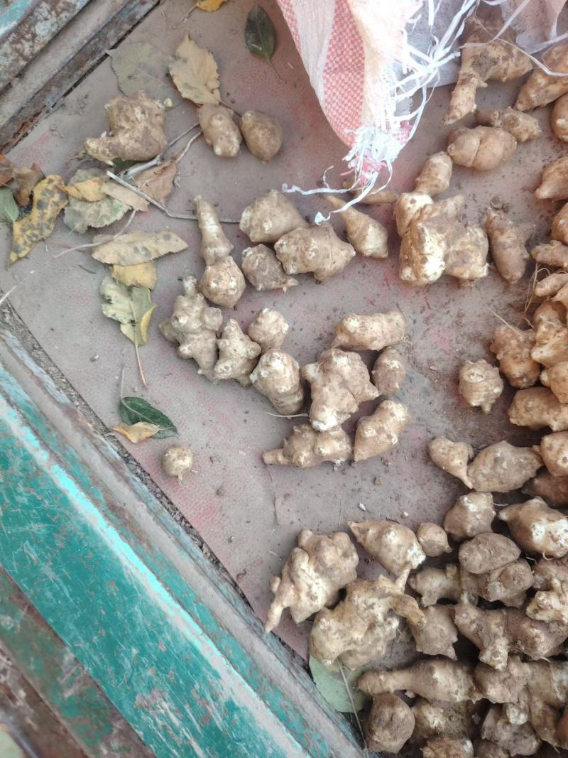 菊芋大量上市中有需要老板联系我