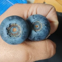 会东县姜州蓝莓